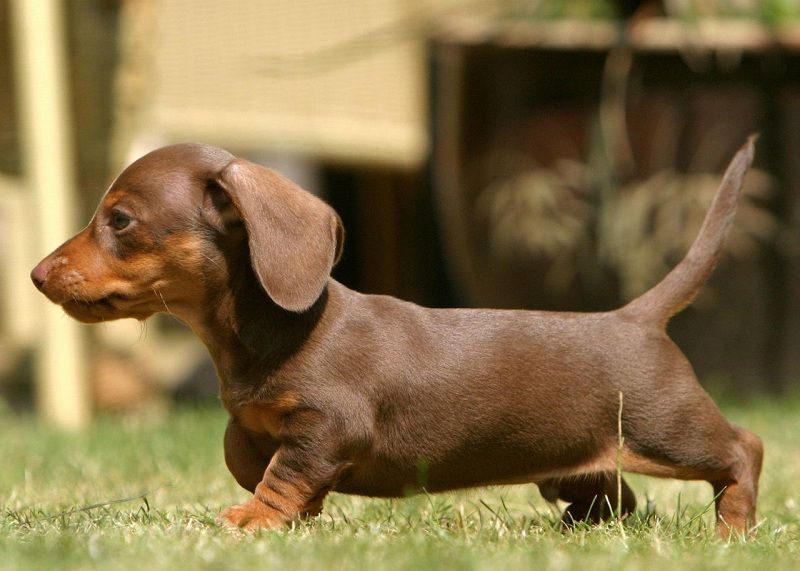 Looking for Dachshunds For Sale? Your Guide post thumbnail image