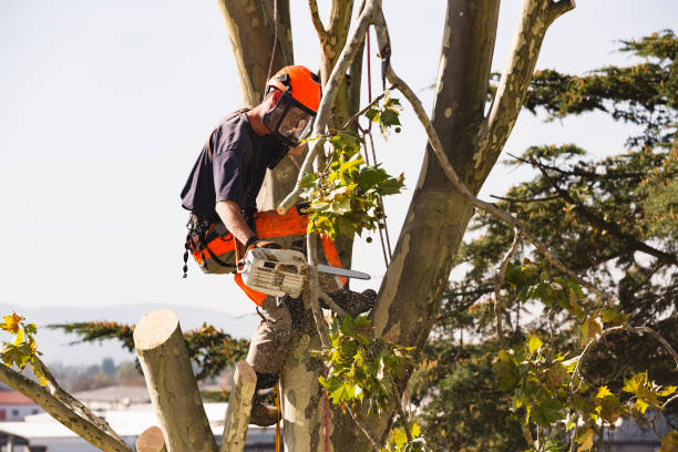 Important Considerations in the Tree Removal Process post thumbnail image