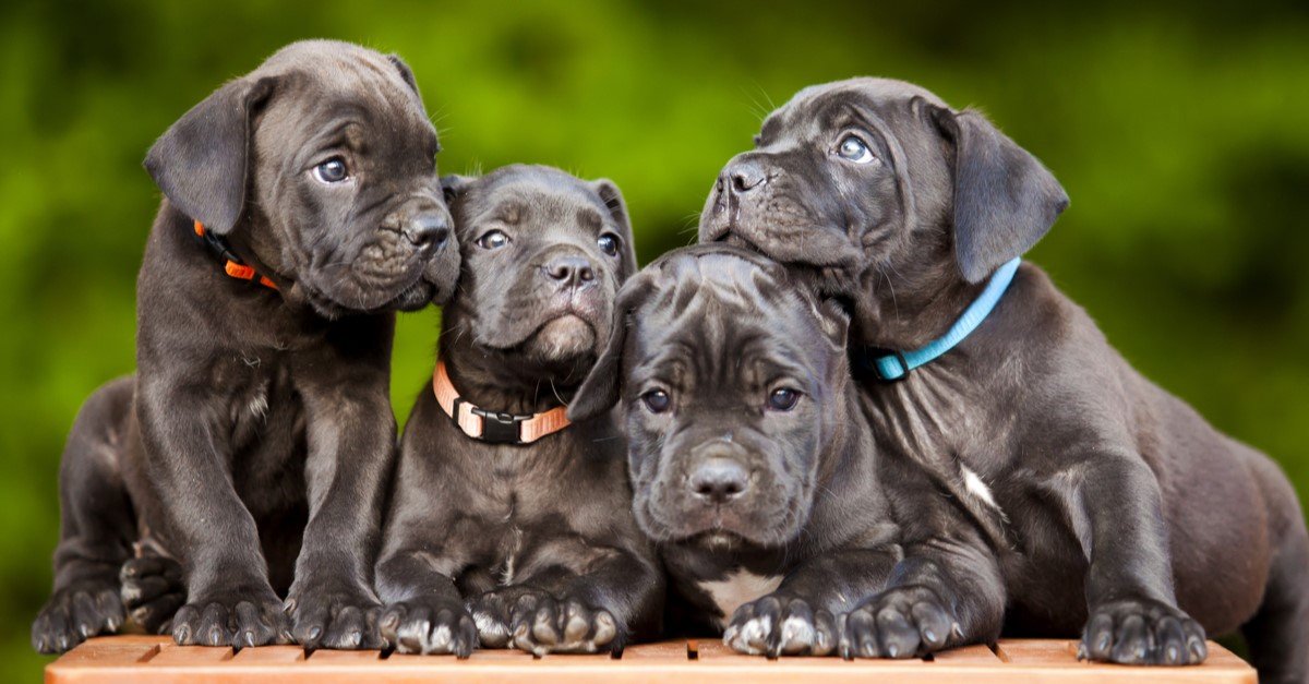 How to Find the Best Cane Corso Breeder post thumbnail image