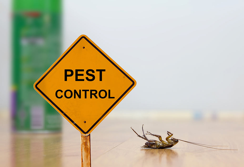 Why You Should Use A Pest Control Poole Service post thumbnail image