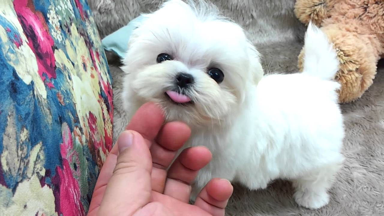 How to Find Cheap Maltese Puppies for Sale post thumbnail image